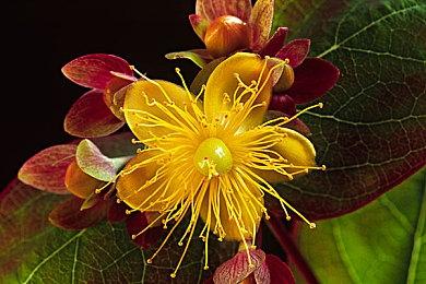 《煤矿开采模拟器》试玩Demo上架Steam 支持简体中文